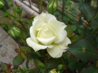 2008050404.jpg